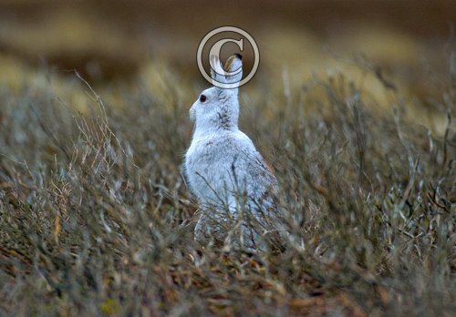 Mountain or Blue Hare DM0741